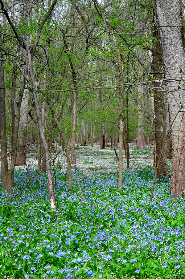 Bluebell Trail, Bull Run, VA