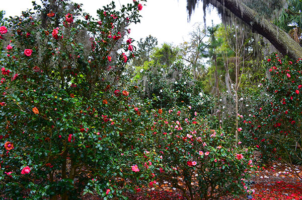 Camellia japonica at Leu Gardens in Orlando, FL