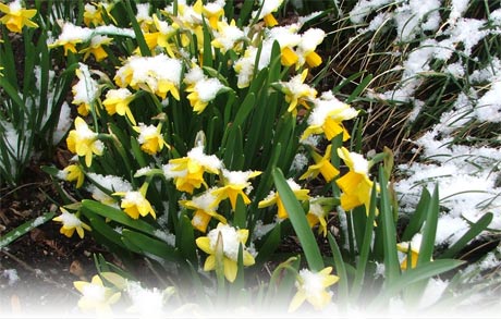 Daffodils in the Snow