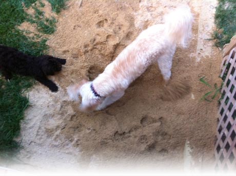 Dog Sandbox