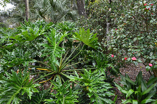Harry P. Leu Gardens in Orlando, FL