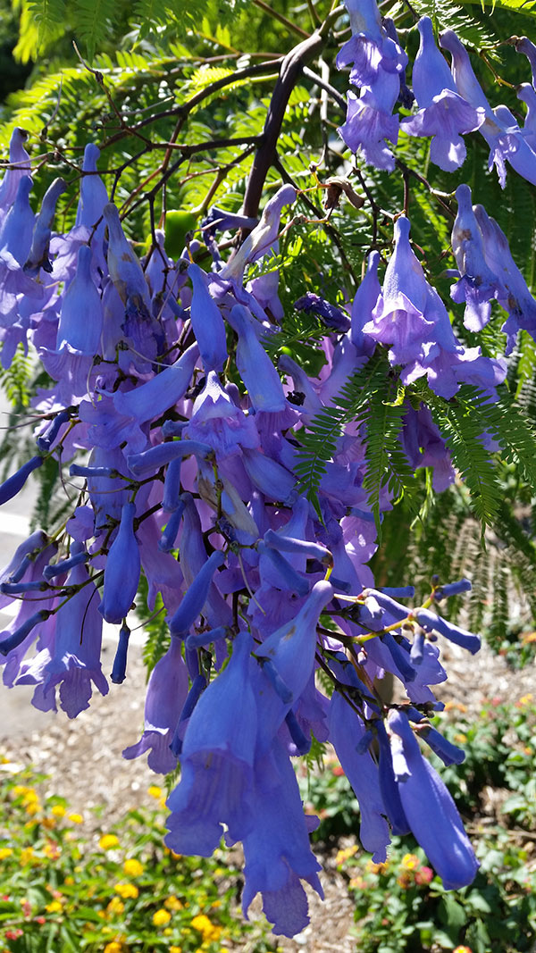 Jacaranda Blossom at The Huntington, Los Angeles