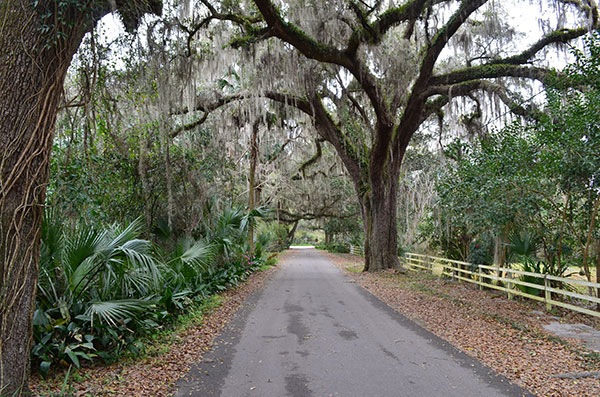 Street in Micanopy, FL