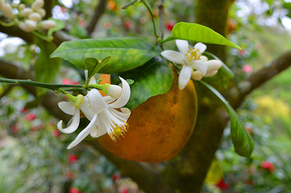 Orange Blossoms at Leu Gardens in Orlando, FL