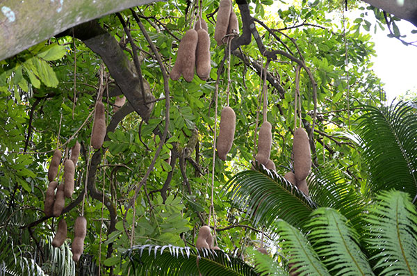 Sausage Tree at Leu Gardens in Orlando, FL