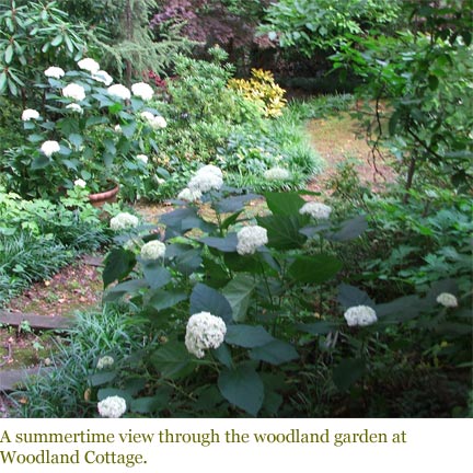 A summertime view through the woodland garden at Woodland Cottage