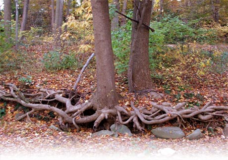 Tree Roots