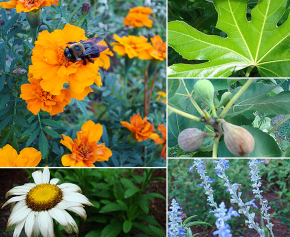 Sights from the Wilmington Garden