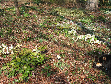 Woodland garden at Montrose, Hillsborough, NC 