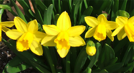Tête-à-Tête Daffodils welcome Spring! 