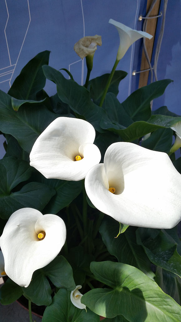 Calla lillies at Frido Kahlo Museum