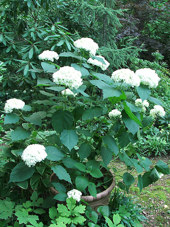 Container Shrubs