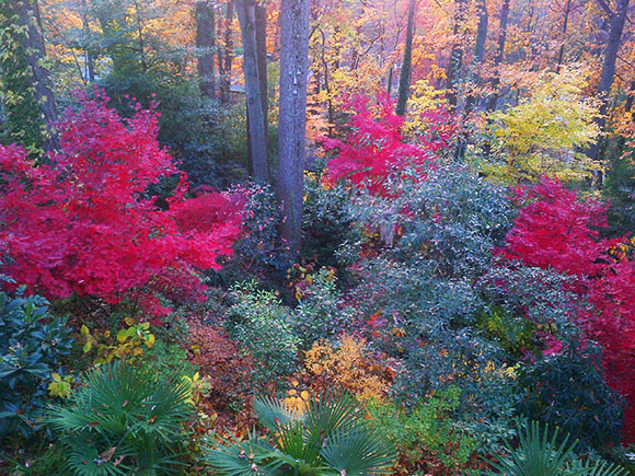 Japanese Maples