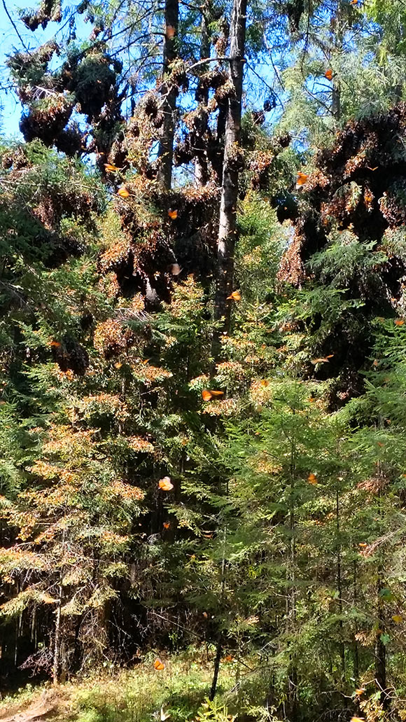Monarch winter reserve