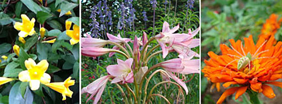 Sights from the Wilmington Garden